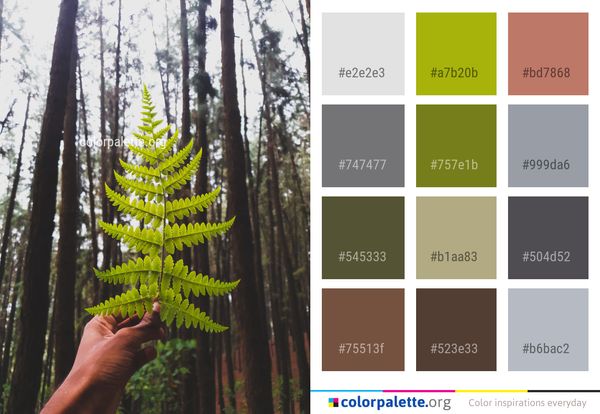 Tree Ecosystem Plant Color Palette