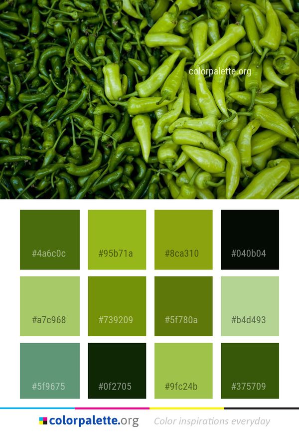 Vegetable Bird's Eye Chili Pepper Color Palette