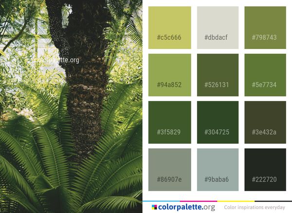 Vegetation Plant Ferns And Horsetails Color Palette