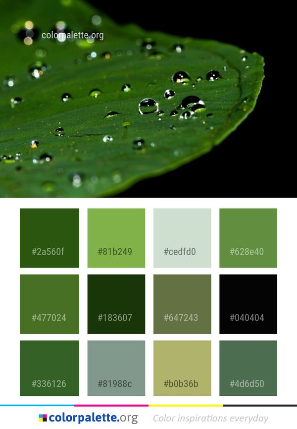 Dew Water Leaf Color Palette