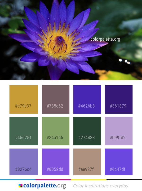 Flower Flora Purple Color Palette