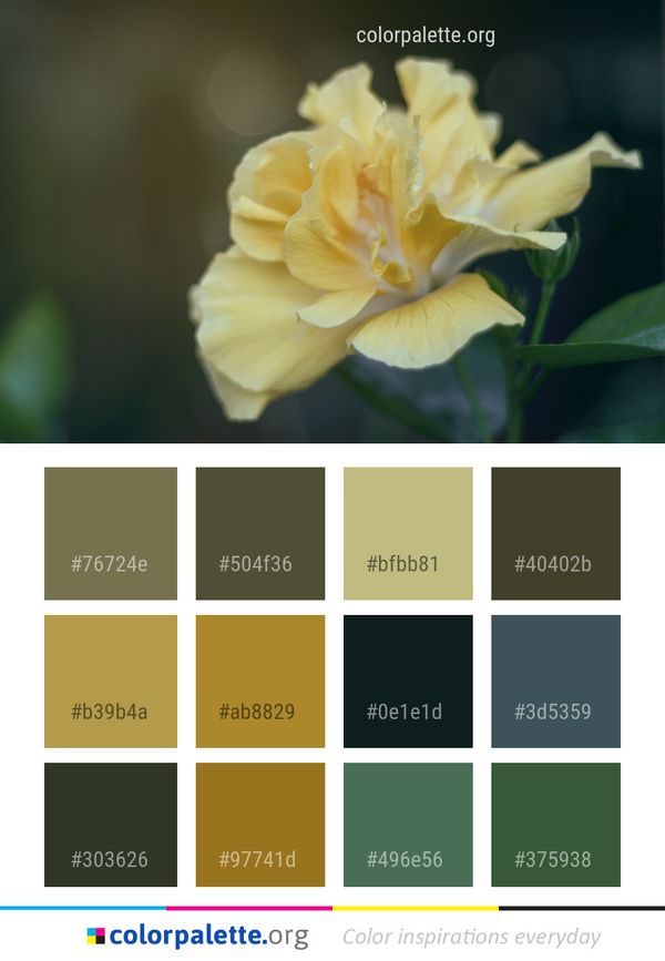 Flower Yellow Flora Color Palette