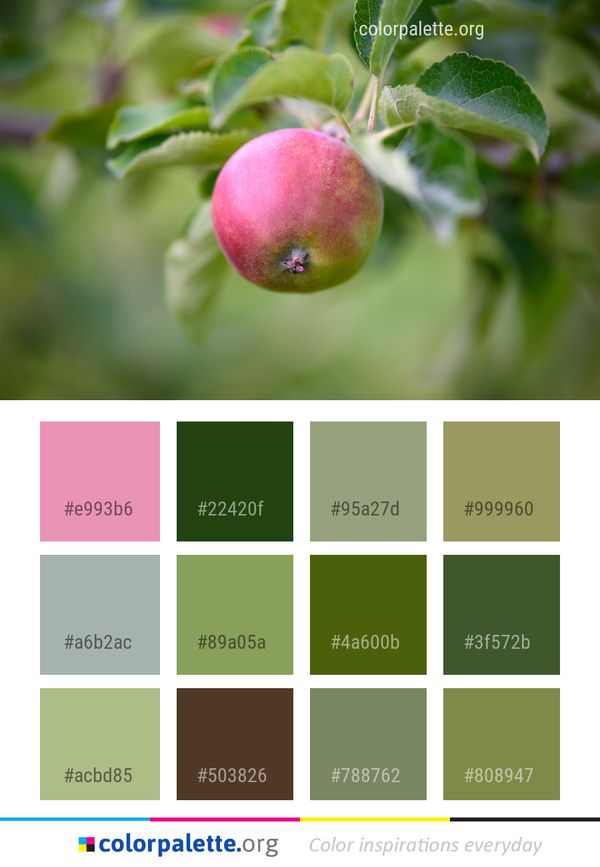 Fruit Apple Close Up Color Palette