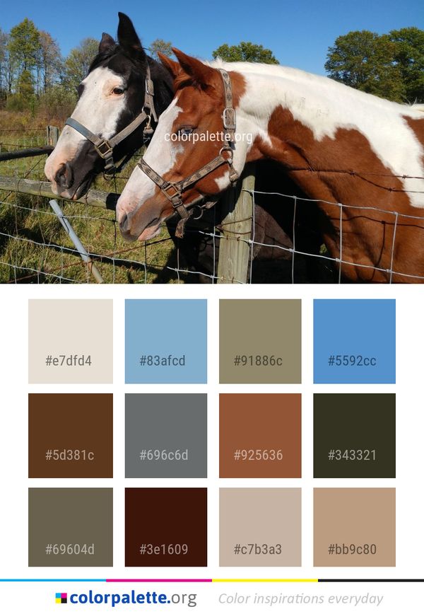 Horse Bridle Halter Color Palette
