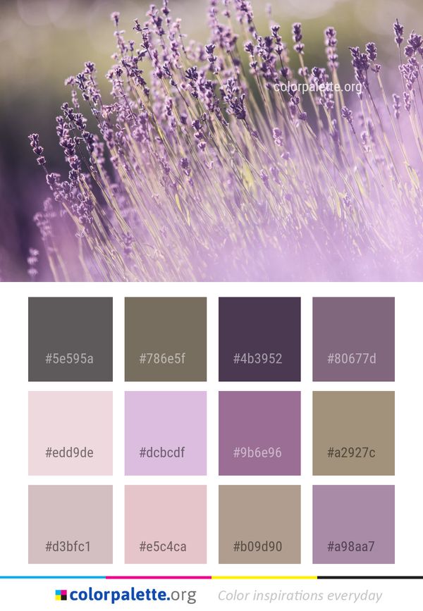 Lavender Purple Color Palette