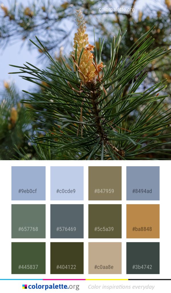 Pine Family Tree Conifer Color Palette