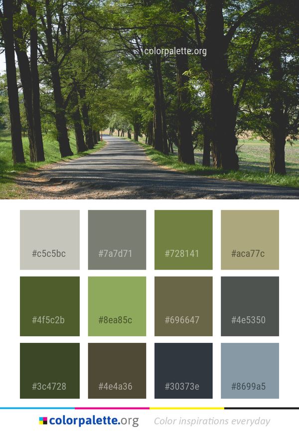 Tree Path Nature Color Palette