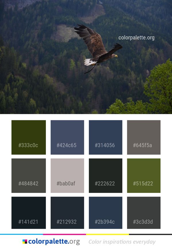 Bird Ecosystem Eagle Color Palette