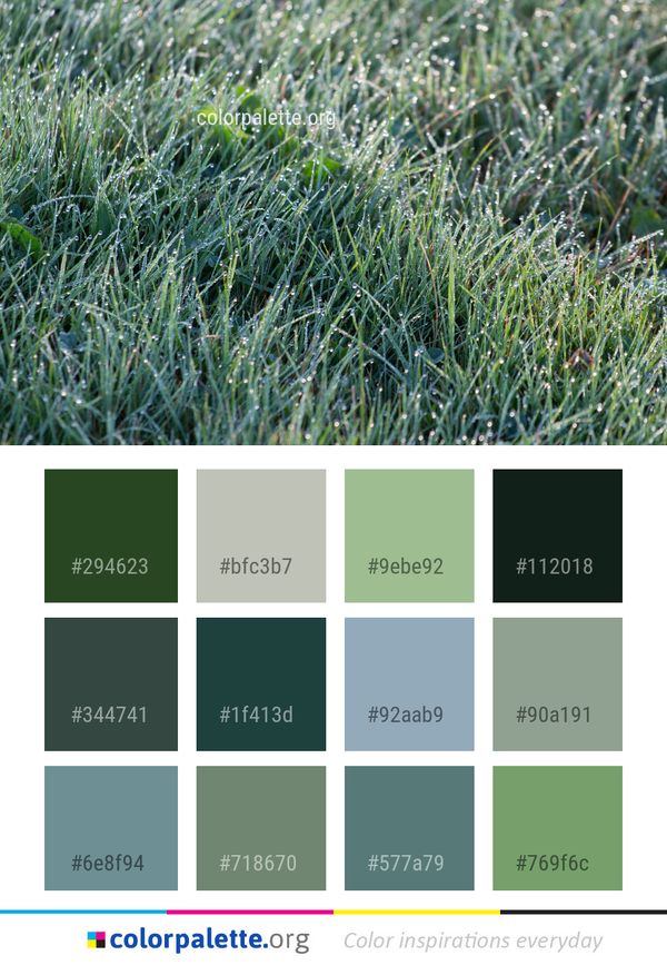 Grass Plant Family Color Palette