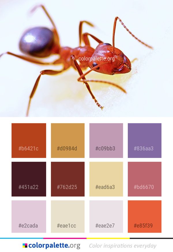 Insect Ant Pest Color Palette