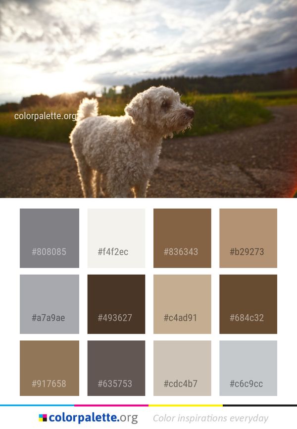 Dog Breed Sky Color Palette