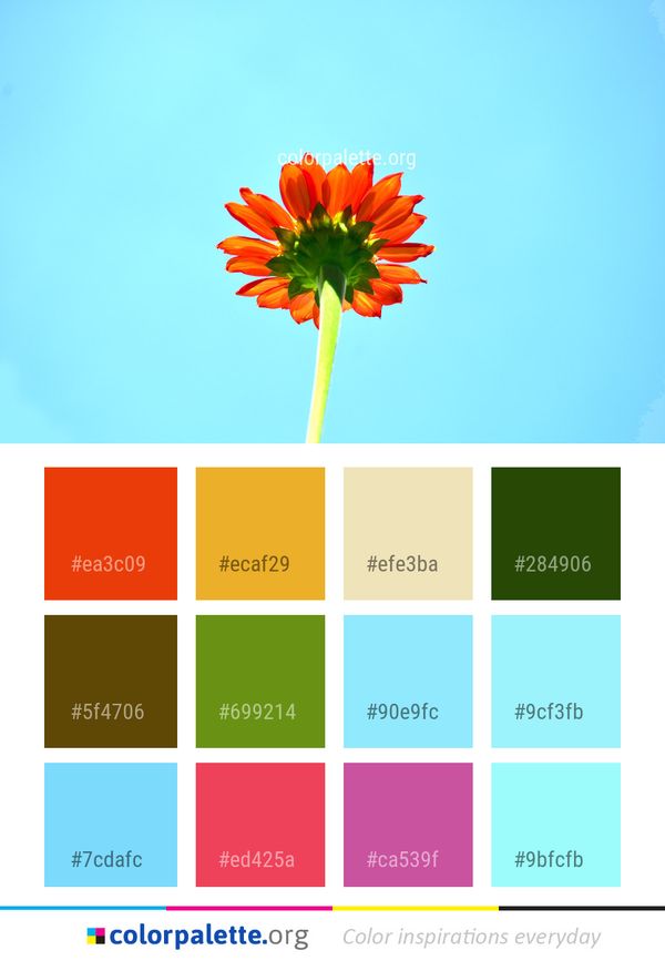 Flower Sky Orange Color Palette