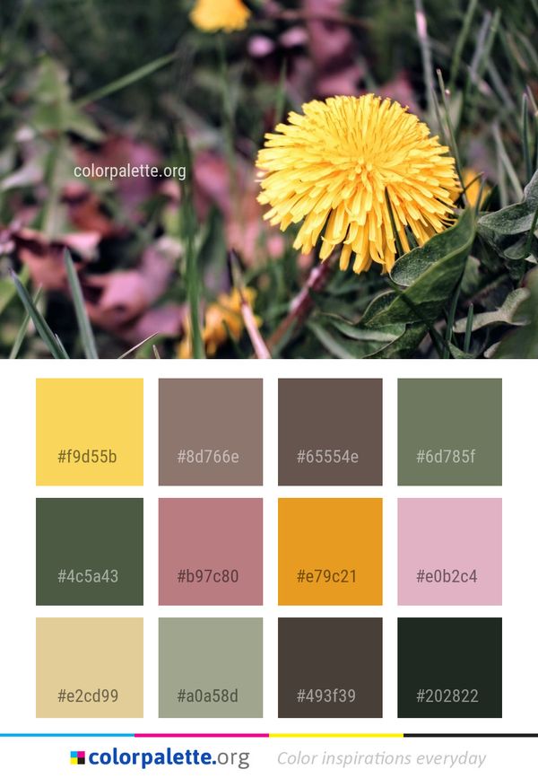 Flower Yellow Flora Color Palette