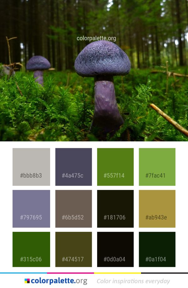 Fungus Mushroom Penny Bun Color Palette