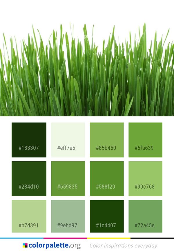 Grass Wheatgrass Family Color Palette