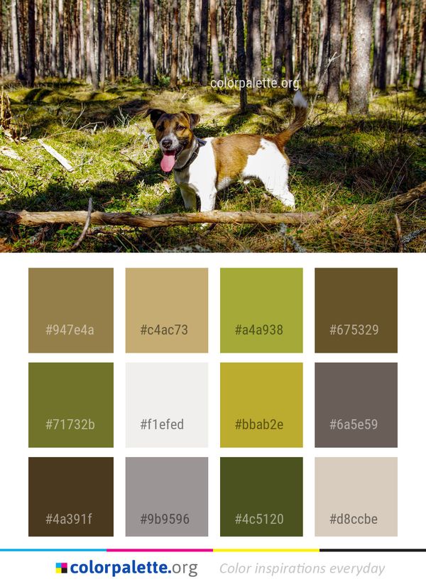 Plant Tree Woodland Color Palette