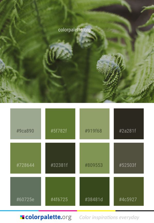 Vegetation Plant Leaf Color Palette