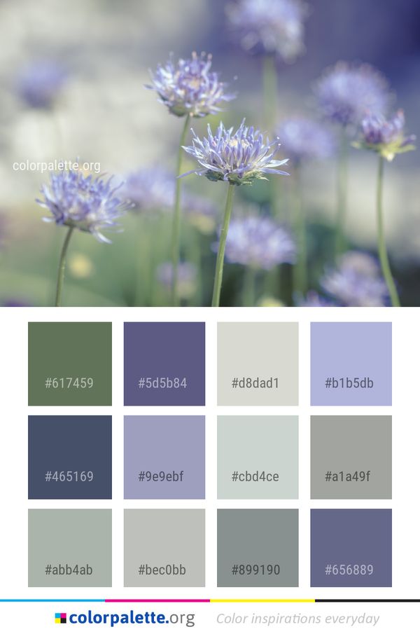 Blue Flower Purple Color Palette