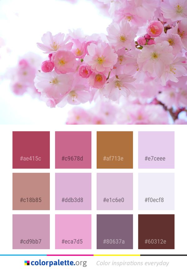 Flower Blossom Pink Color Palette