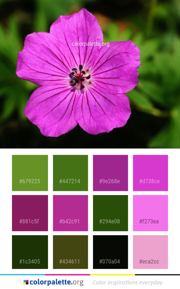 Flower Flora Flowering Plant Color Palette