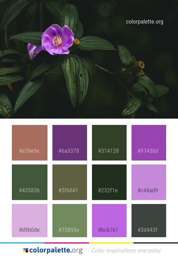 Flower Plant Flora Color Palette
