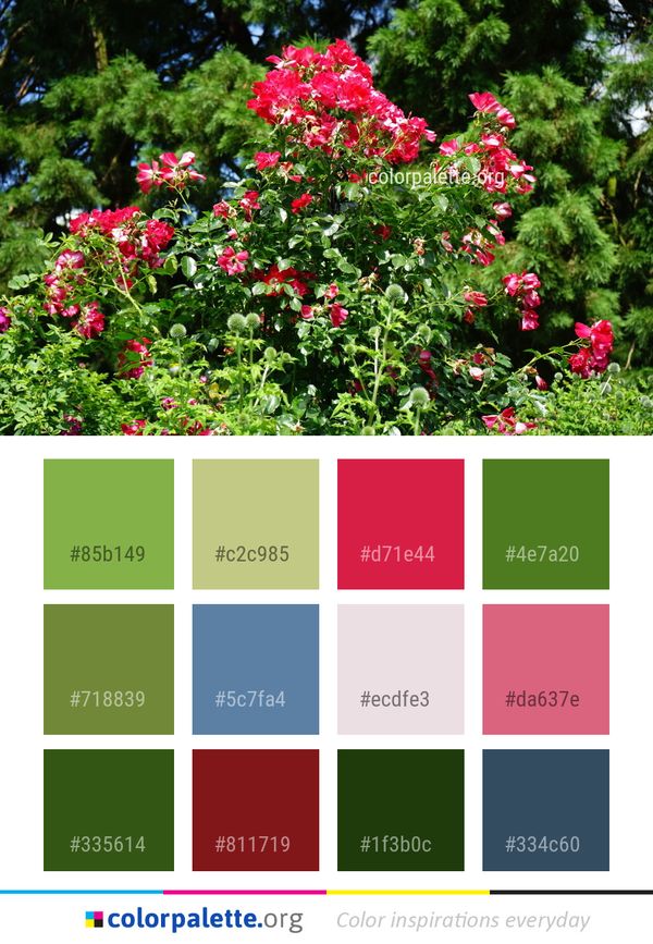 Flower Plant Flowering Color Palette