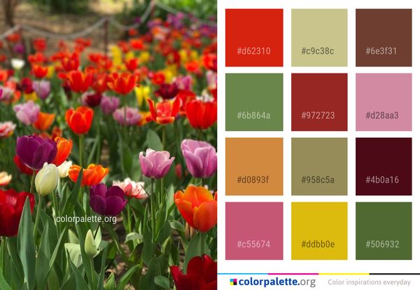 Flower Plant Flowering Color Palette