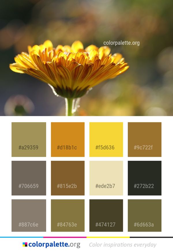 Flower Yellow Flora Color Palette