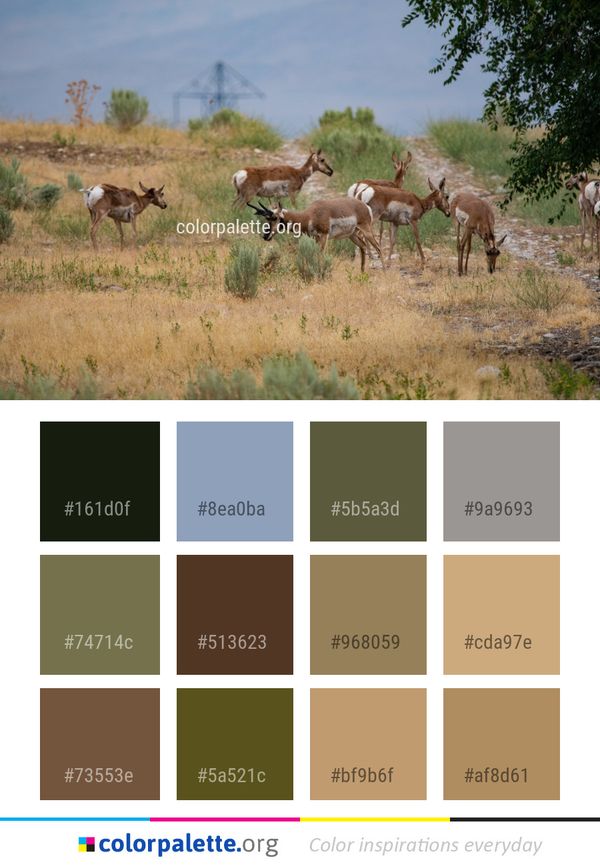 Herd Ecosystem Wildlife Color Palette