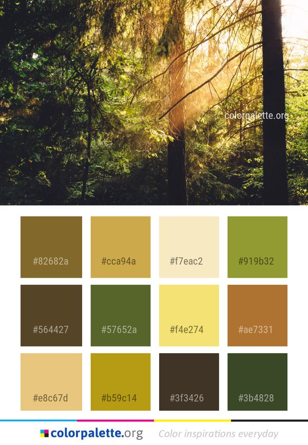Nature Forest Tree Color Palette