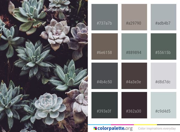 Plant Flower Flora Color Palette