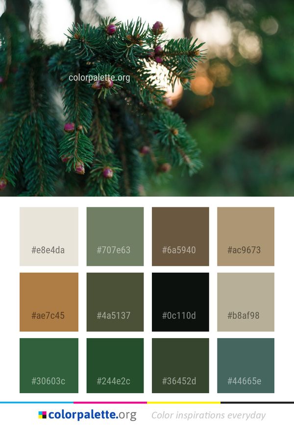 Spruce Tree Pine Family Color Palette