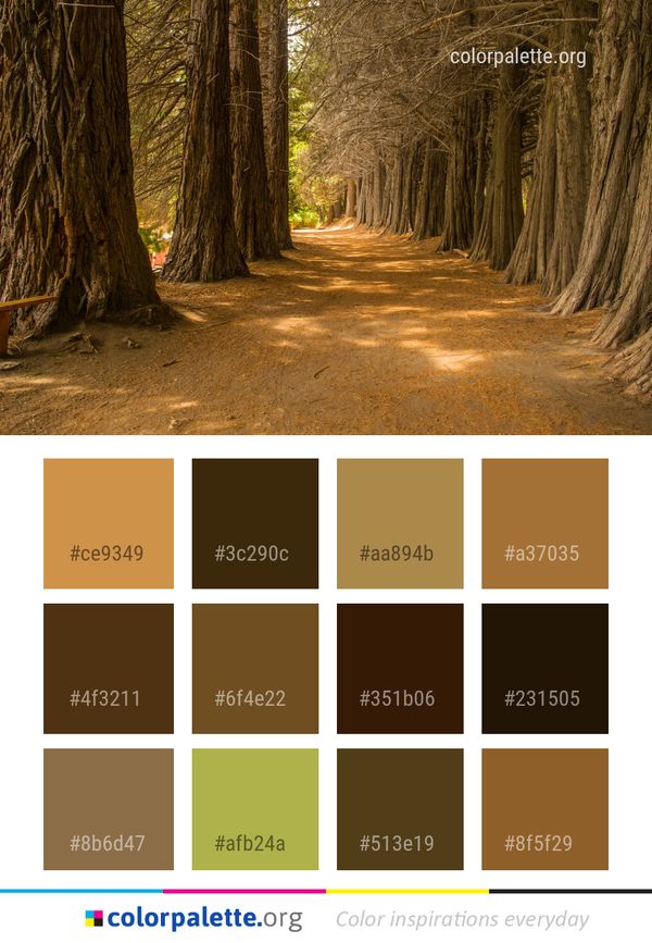 Tree Nature Path Color Palette