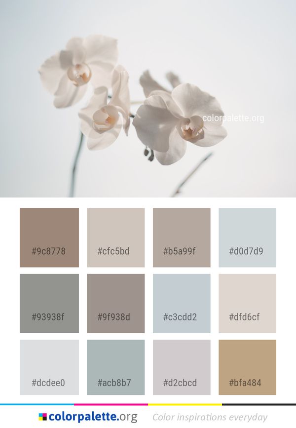 White Flower Flowering Plant Color Palette