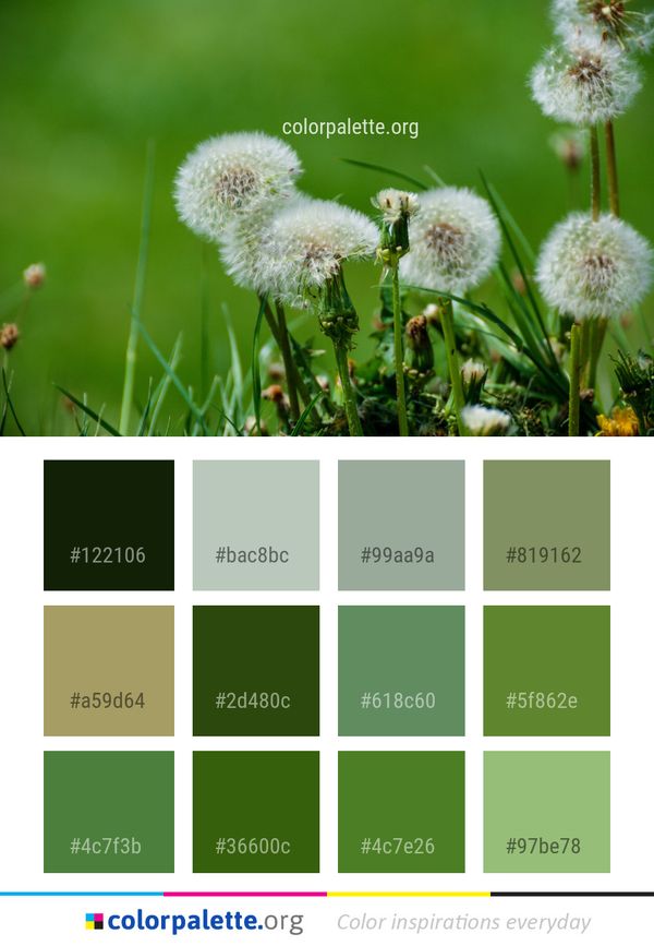 Flower Dandelion Flora Color Palette