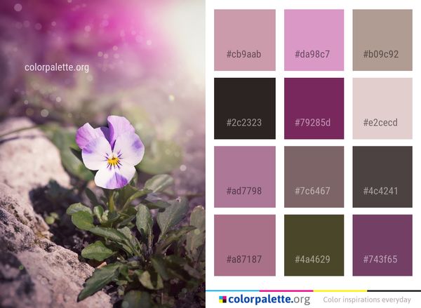 Flower Flora Plant Color Palette