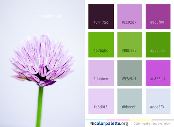 Flower Pink Flora Color Palette