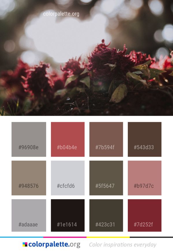 Flower Plant Flora Color Palette