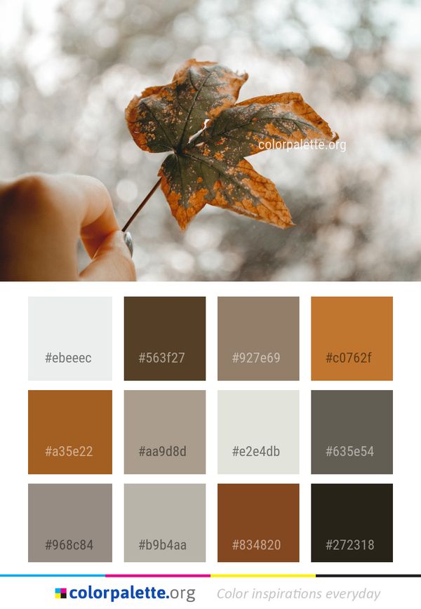 Leaf Macro Photography Twig Color Palette
