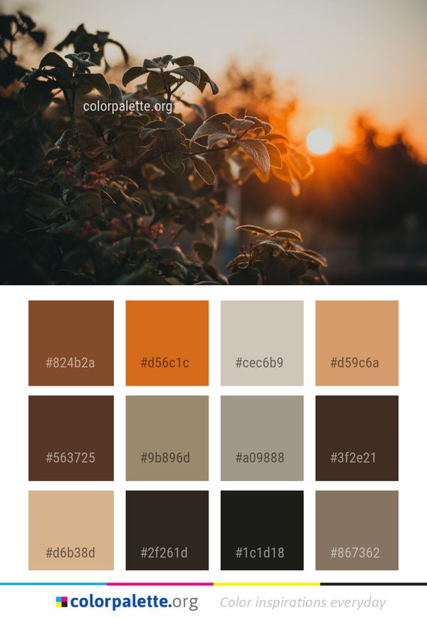 Leaf Sky Sunlight Color Palette