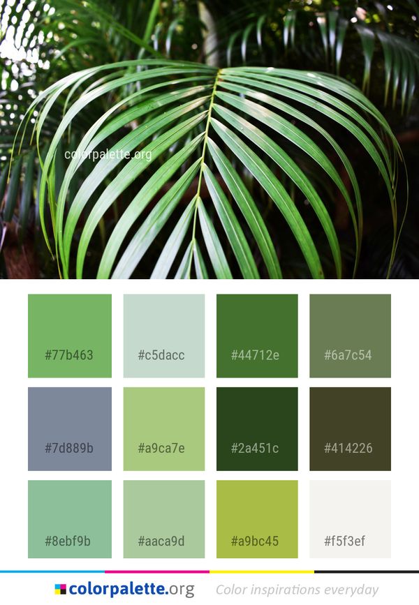 Leaf Vegetation Flora Color Palette