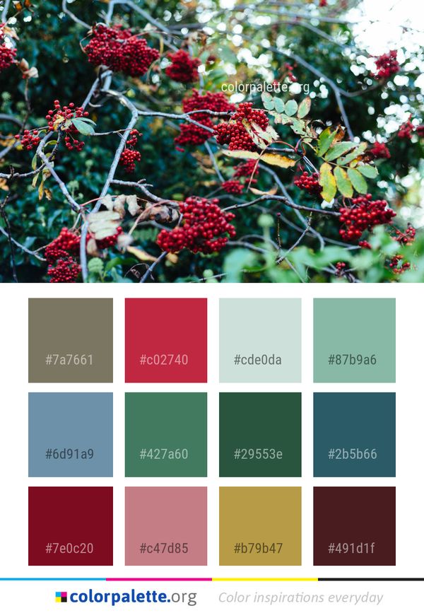 Plant Rowan Berry Color Palette
