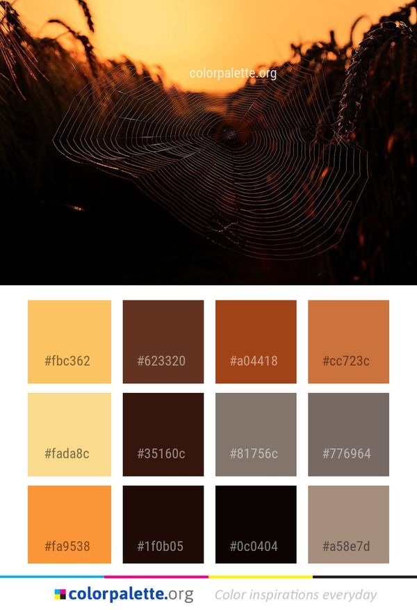 Spider Web Light Darkness Color Palette