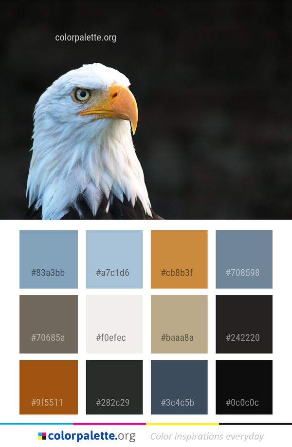 Bird Of Prey Beak Color Palette