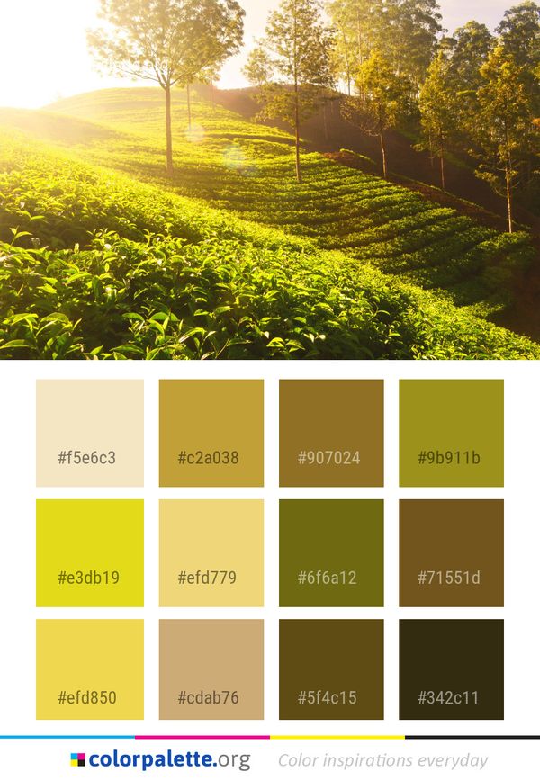 Field Morning Sunlight Color Palette
