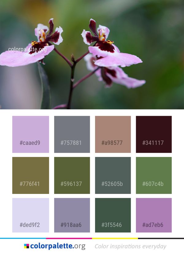 Flower Flora Plant Color Palette