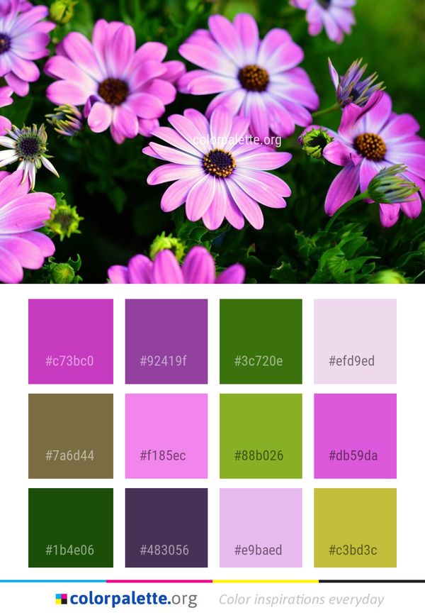 Flower Pink Flora Color Palette