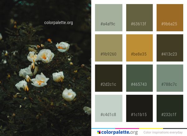 Flower Plant Flora Color Palette
