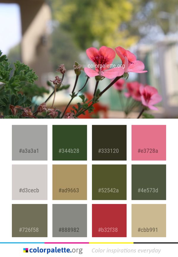 Flower Plant Flora Color Palette