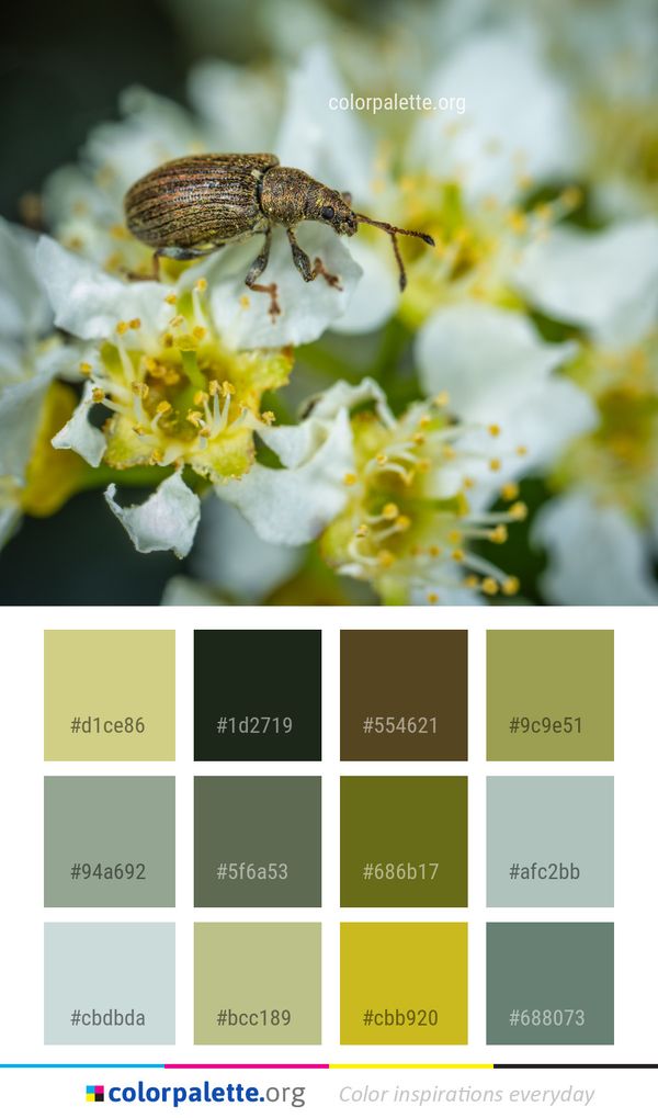 Insect Macro Photography Membrane Winged Color Palette